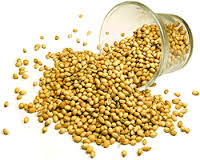 Manufacturers Exporters and Wholesale Suppliers of Coriander Seeds Amreli Gujarat